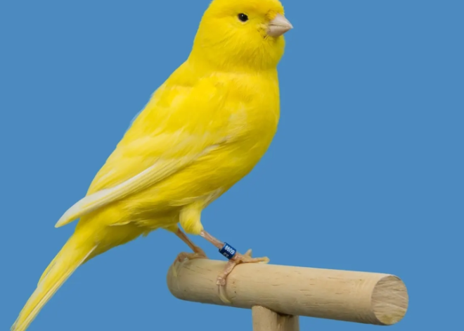Canary Подає Заяву на Стейкований ETF Injective в Умовах Зростаючого Інтересу до Альткойнів
