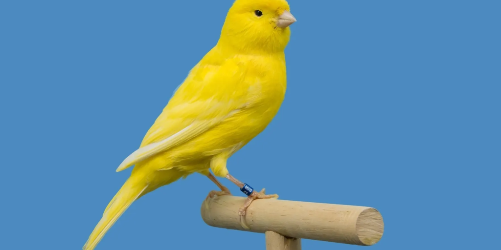 Canary Подає Заяву на Стейкований ETF Injective в Умовах Зростаючого Інтересу до Альткойнів