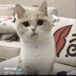 a photo of a profile picture of a prolific scammer, the picture is a white fluffy cat on a couch.