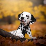 В Україні з'явився революційний інструмент Datadog: як він допоможе виявити несправності додатків у реальному часі