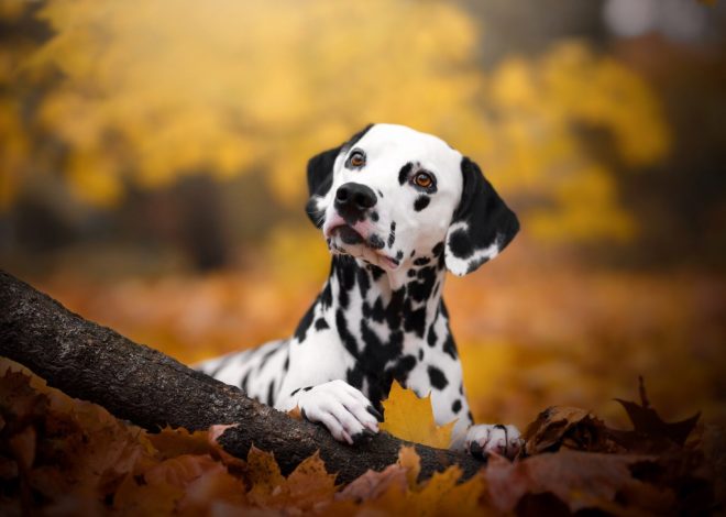 В Україні з’явився революційний інструмент Datadog: як він допоможе виявити несправності додатків у реальному часі