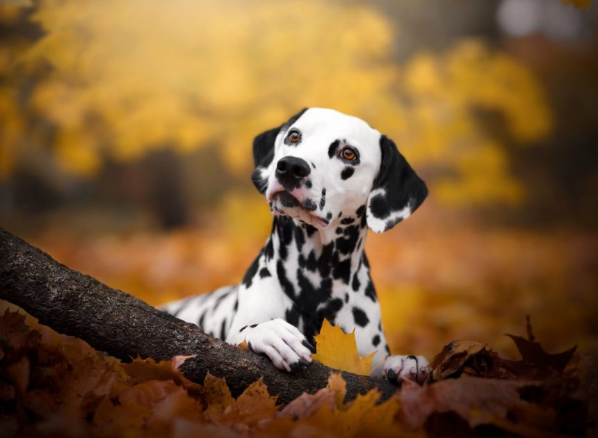 В Україні з’явився революційний інструмент Datadog: як він допоможе виявити несправності додатків у реальному часі