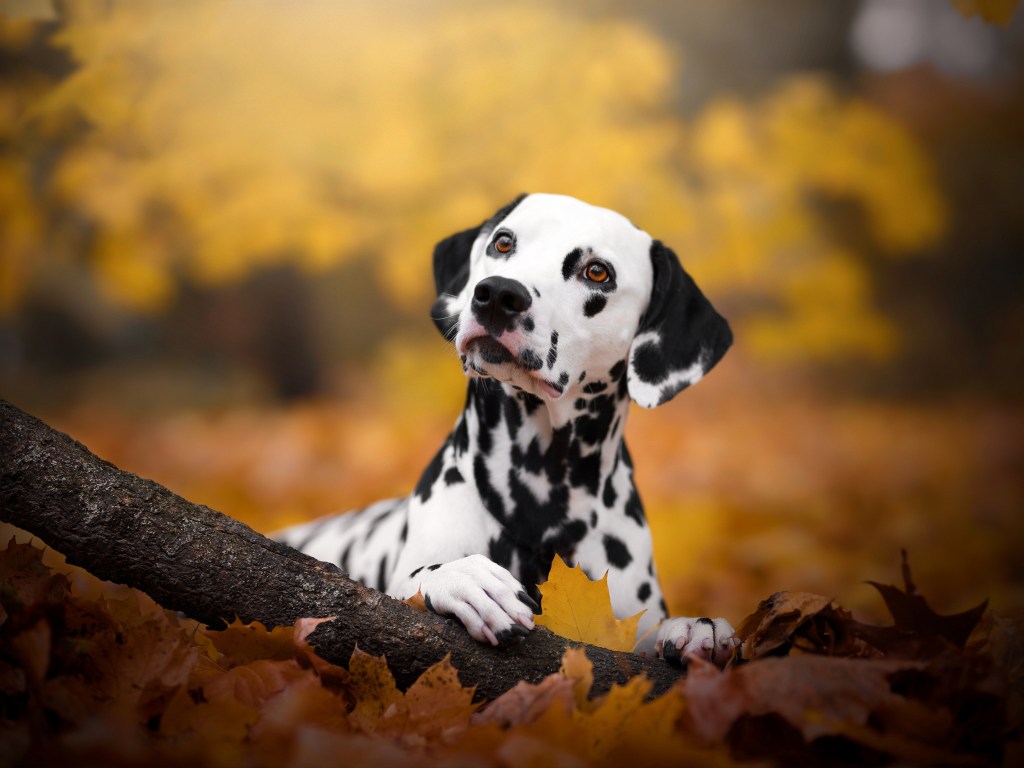 В Україні з’явився революційний інструмент Datadog: як він допоможе виявити несправності додатків у реальному часі